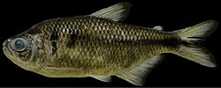 Astyanax taurorum (10.3897-zoologia.34.e20174) Figure 1.jpg