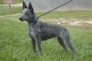 Archivo:Australian Stumpy Tail Cattle Dog