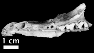 Badjcinus turnbulli QMF 30403 left premaxilla and maxilla.png