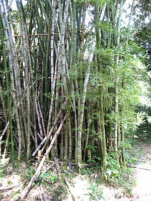 Archivo:Bosque de bambu en el Caribe