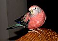 Bourke's parrot from Flickr 290288102 877e046cac b