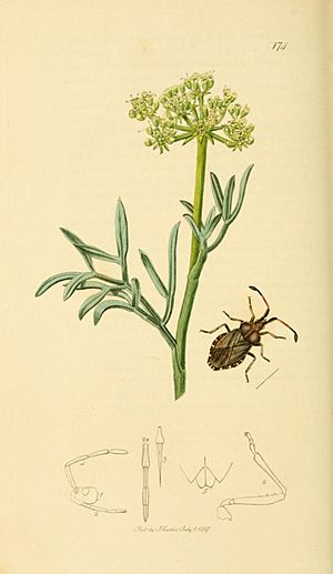 Archivo:British Entomology Volume 7 (John Curtis) Plate 174