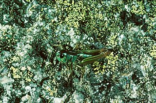 CSIRO ScienceImage 2905 Alpine Thermocolour Grasshopper.jpg