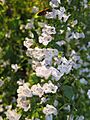 Calamintha nepeta2