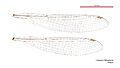 Caliagrion billinghursti female wings (34664833312)