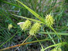 Archivo:Carex hystericina NRCS-1