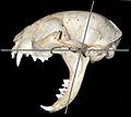 Cat skull maximum gape 80 degrees