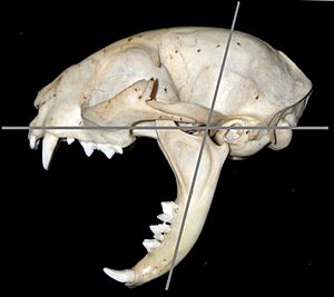 Archivo:Cat skull maximum gape 80 degrees