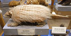 Chaetophractus vellerosus - Swedish Museum of Natural History - Stockholm, Sweden - DSC00653.JPG