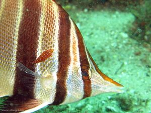 Archivo:Chelmonops truncatus cleaned by Cochleoceps orientalis