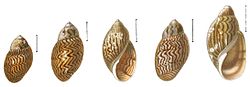 Chilina fulgurata shell.jpg