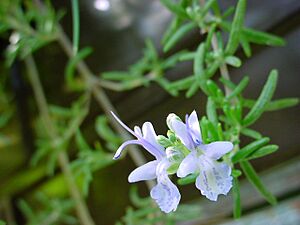 Archivo:ChristianBauer flowering rosemary