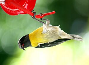 Archivo:Coereba flaveola c2