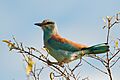 Coracias garrulus -Kruger National Park-8