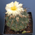 Coryphantha longicornis