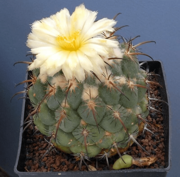 Coryphantha longicornis
