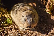Ctenomys sericeus 216930243.jpg