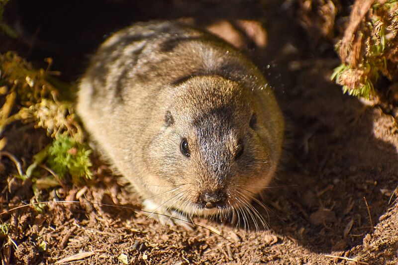 Ctenomys sericeus 216930243