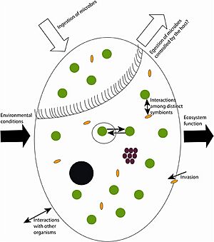 Archivo:Dynamics in symbiosis with aquatic ciliates as host