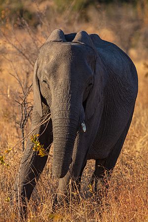 Archivo:Elefante africano de sabana (Loxodonta africana), parque nacional Kruger, Sudáfrica, 2018-07-25, DD 08