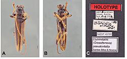 Elytrimitatrix pseudovittata.jpg