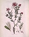 Embothrium sericeum (Sowerby)