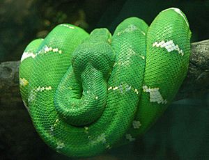 Archivo:Emerald Tree Boa Wrapped on a Branch 2480px