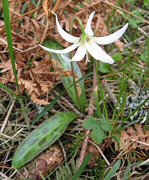 Archivo:Erythronium oregonum 1