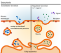 Exocytosis types