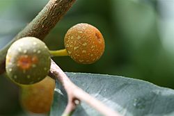 Archivo:Ficus sinuata