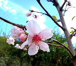 Archivo:Flor de cerezo japones