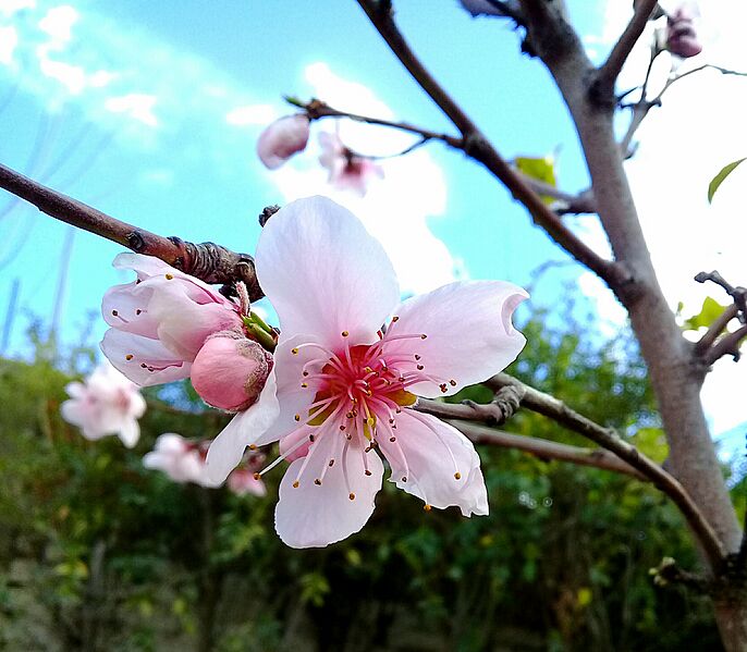 Flor de cerezo japones
