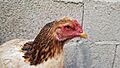 Gallina123