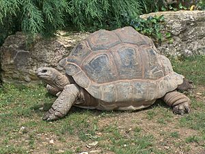 Archivo:Giant Tortoise