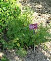 Gonospermum fruticosum - Val Rahmeh - DSC04295