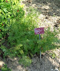 Gonospermum fruticosum - Val Rahmeh - DSC04295.JPG