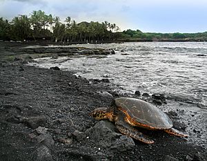 Archivo:Green turtle Chelonia mydas is basking on Punaluu Beach Big Island of Hawaii