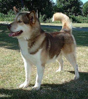 Archivo:Greenland Dog