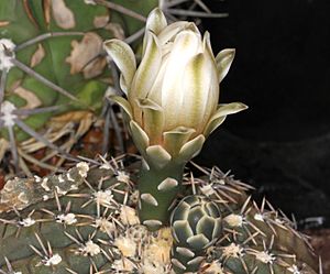 Archivo:Gymnocalycium bodenbenderianum pm