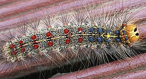 Archivo:Gypsy moth caterpillar