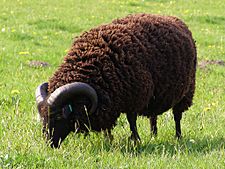 Archivo:Hebridean ram