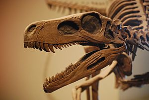 Archivo:Herrerasaurus Skull FMNH