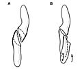 Heterodontosaurus tooth wear