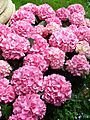 Hydrangea macrophylla - Bigleaf hydrangea1