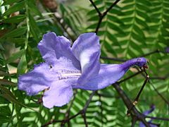 Jacaranda cuspidifolia flower
