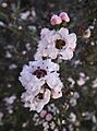 Leptospermum scoparium snow white