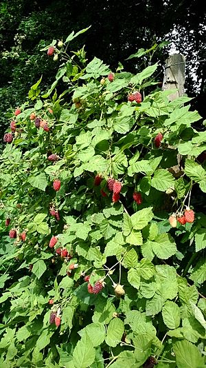 Archivo:Loganberry fruiting