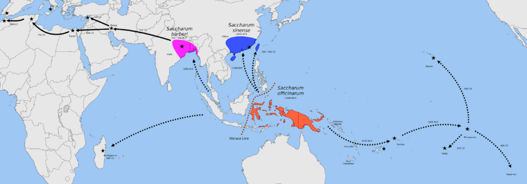 Archivo:Map showing centers of origin of Saccharum officinarum in New Guinea, S. sinensis in China, and S. barberi in India