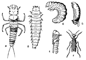 Archivo:Metamorphosis Epicauta vittata