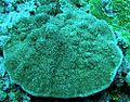 Montipora cf foveolata